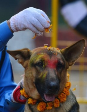 Dogs in Nepal