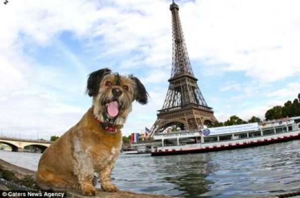 french dogs