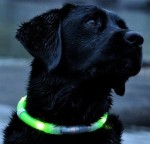 glowdoggie-dog-collar-4081